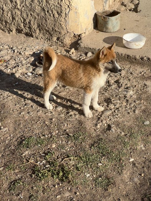 Продам шенка ЗСЛ и ВСЛ лайка