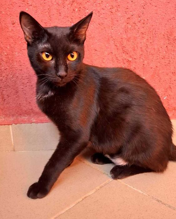 Adoptie pisica neagra castrata Hurem