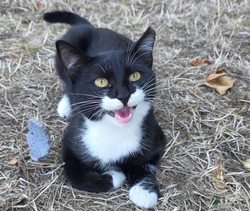 2 pisici fetițe superbe pentru adopție, 5 luni, blânde și sterilizate