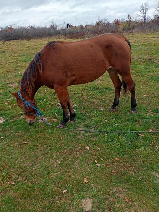 Iapa de vânzare tott