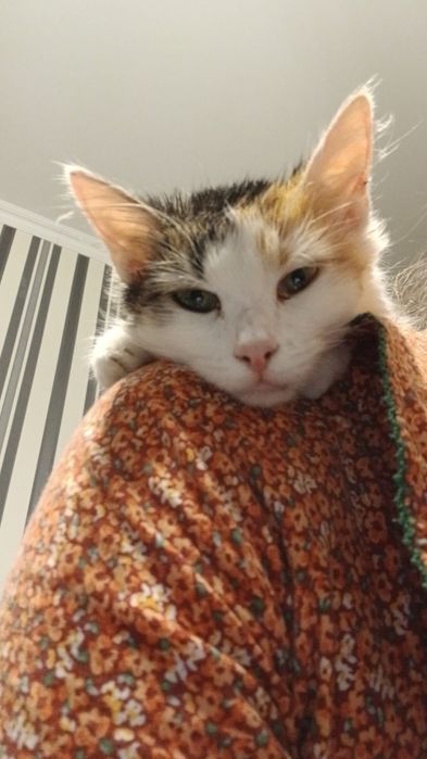 Отдам котенка девочку