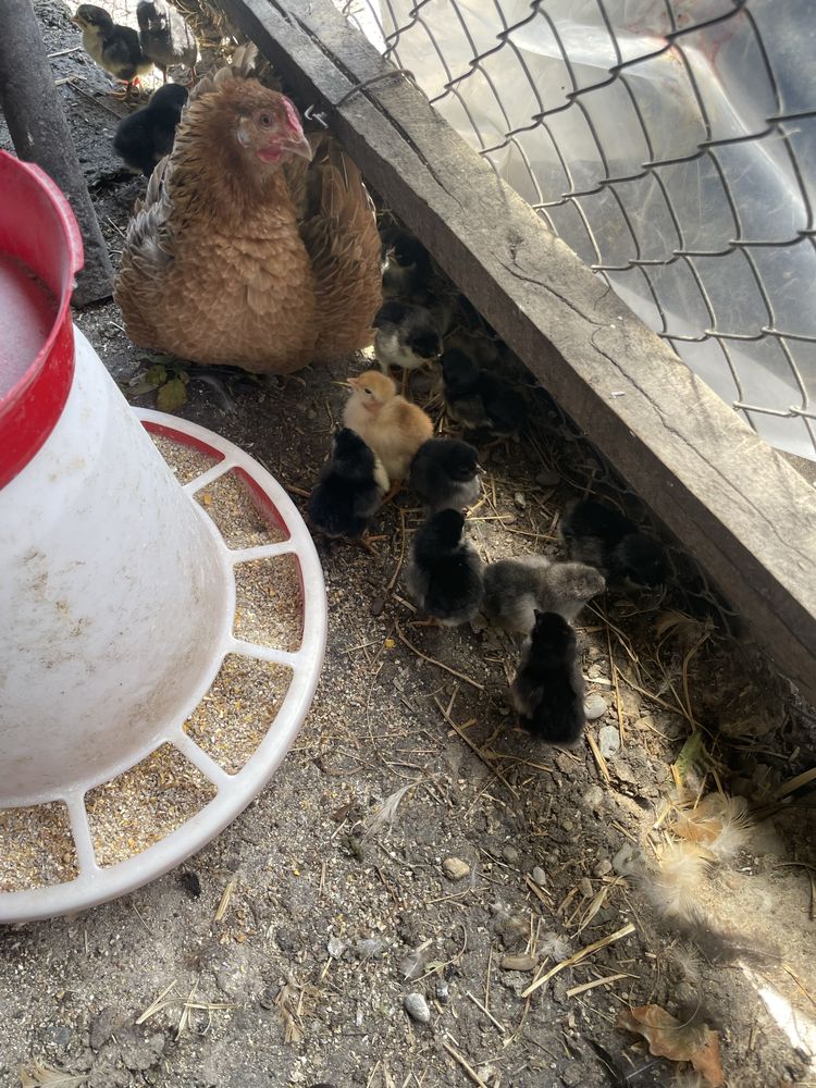 Vand closca cu pui ,rata muta cu boboci si pui Austrlorp.