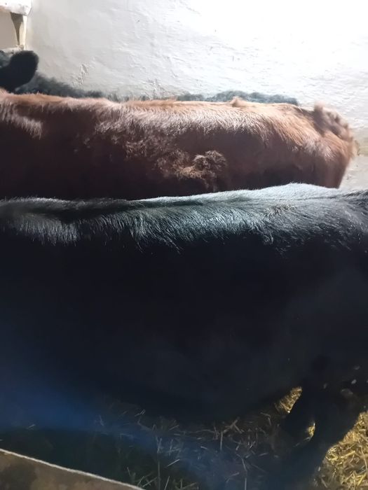 Taurasi baltati, angus intarcati