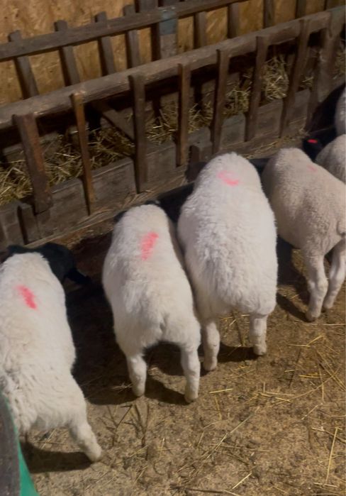 Vand berbecuti Dorper la alegere