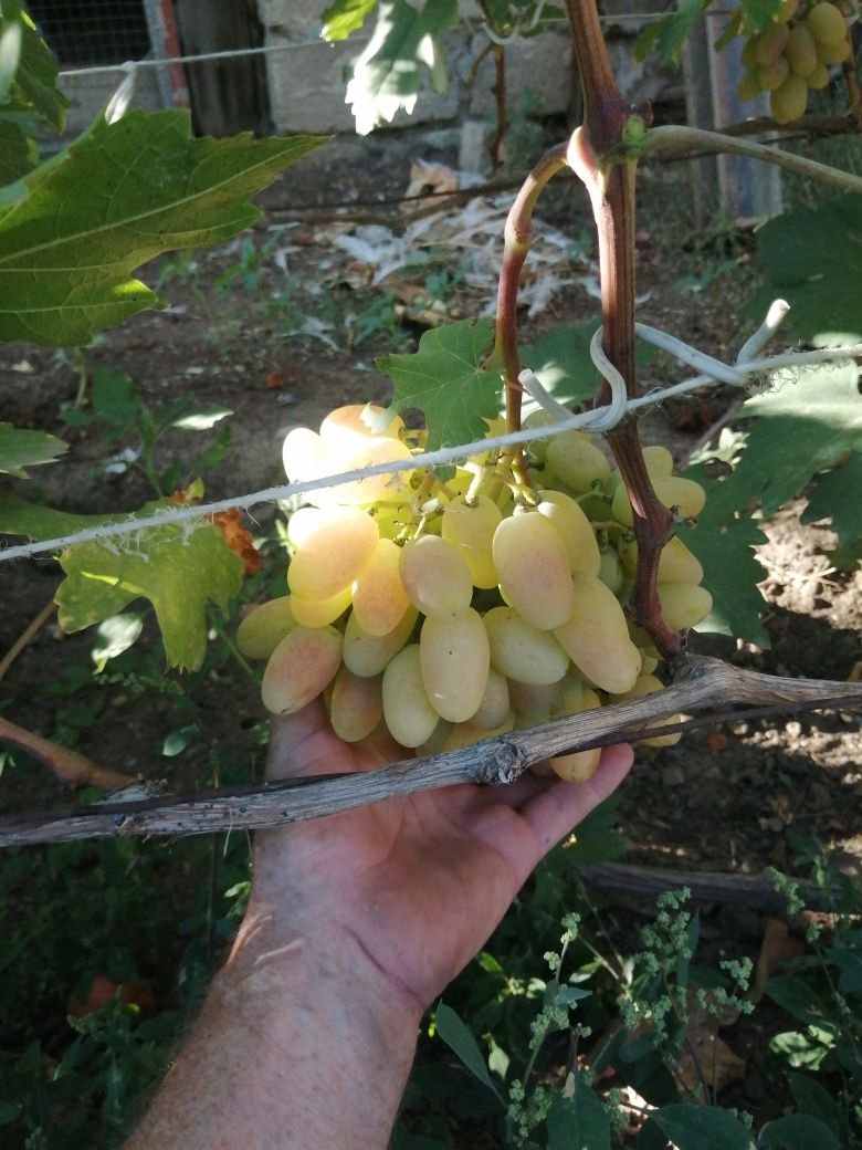 Саженцы винограда вегетирующие