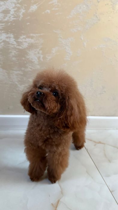 Малки сладури пудел той