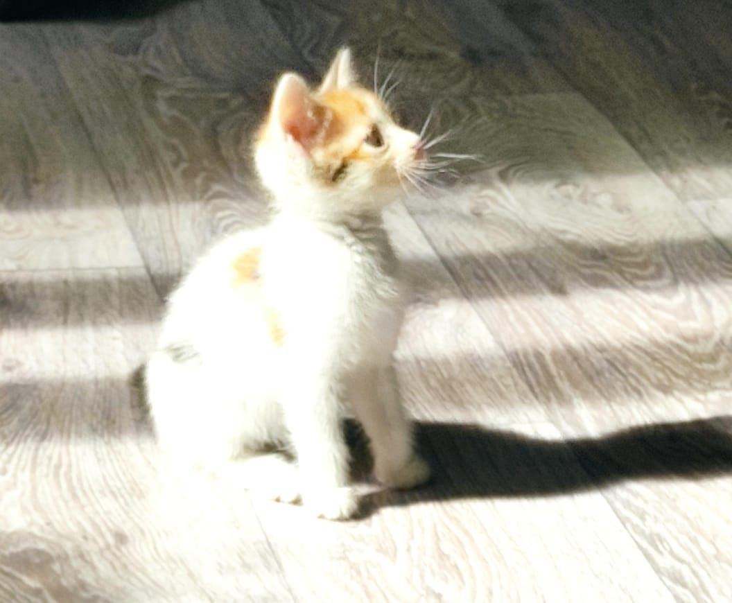 Отдам котенка девочку вы добрые руки