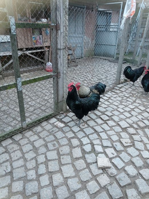 Продавам петли 6 месечни Австралорп