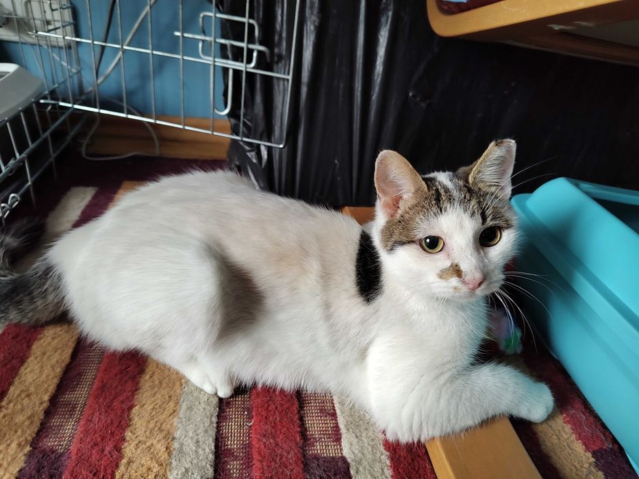 Micul Blond cauta companion de joaca