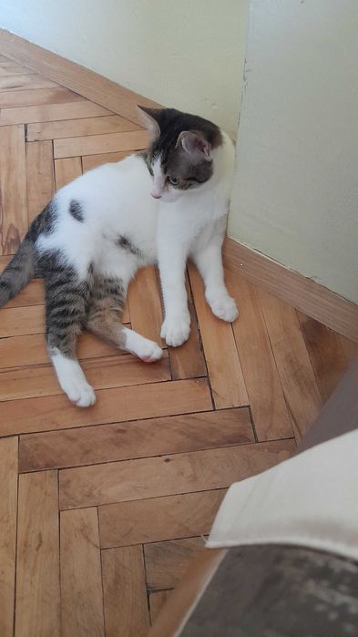 Мони търси дом и добри стопани!