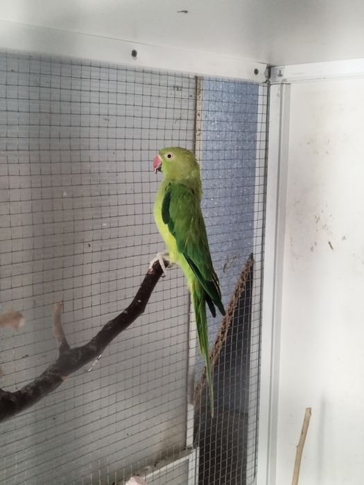 Vând micul alexander verde