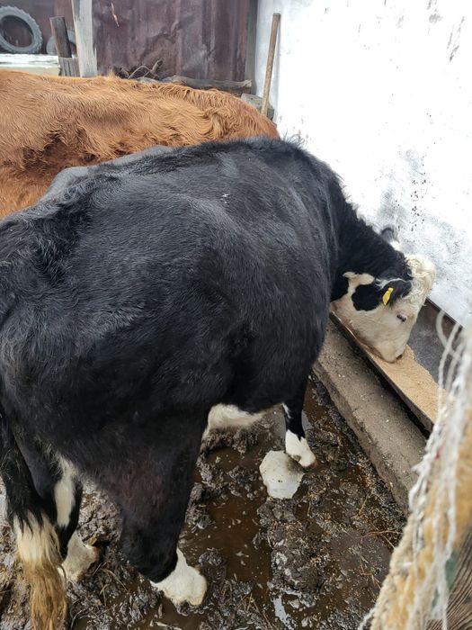 Продам коров с телятами