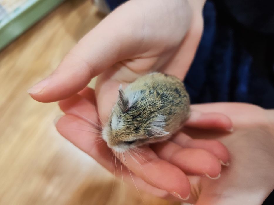 Хамстери и клетка