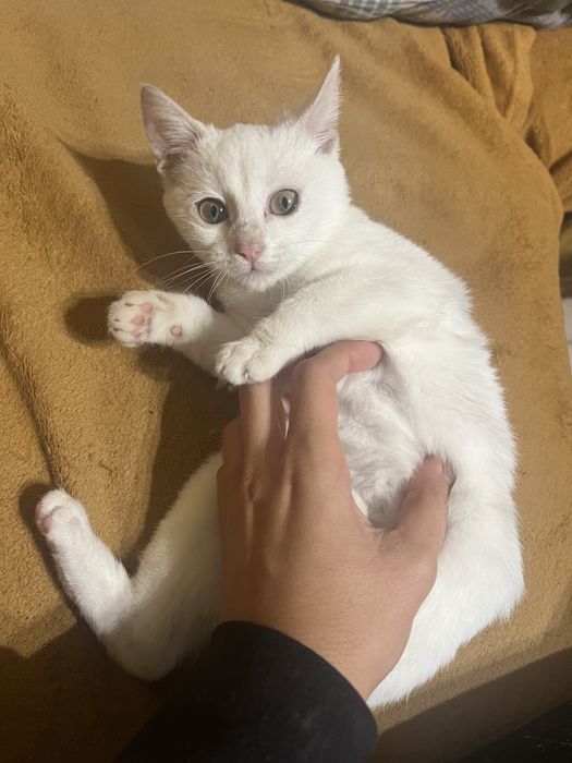 Подарявам женско коте