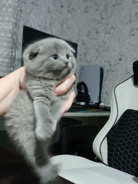Продаются породистые  шотландские  котята  Скотиш  фолд и страйт