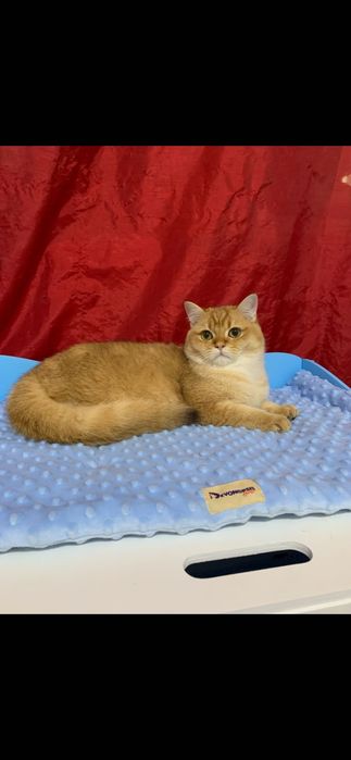 British shorthair golden cu pedigree