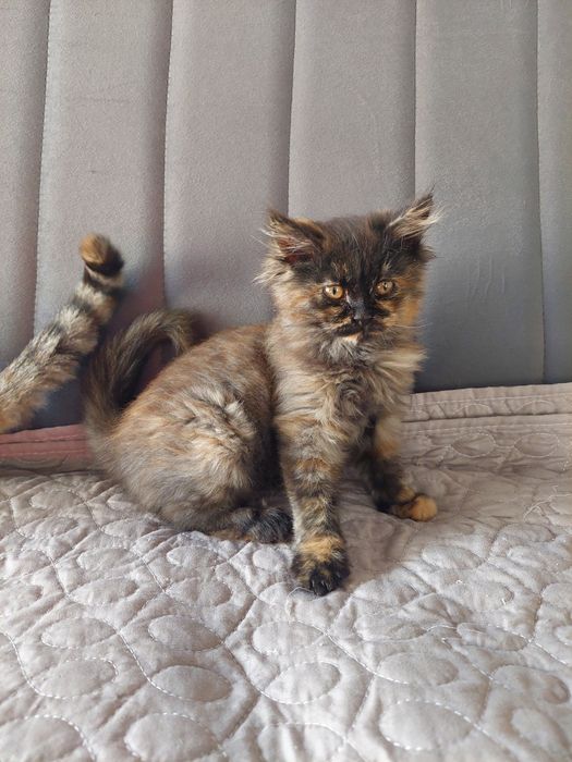 Котенок девочка Ташкент