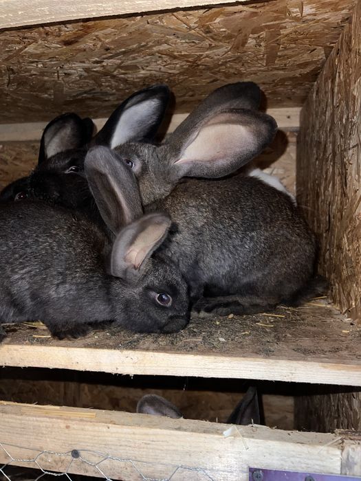 Iepurasi  rase diferite