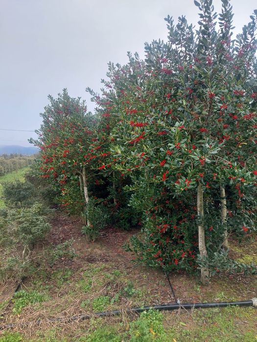 Laurul Ilex Variegata