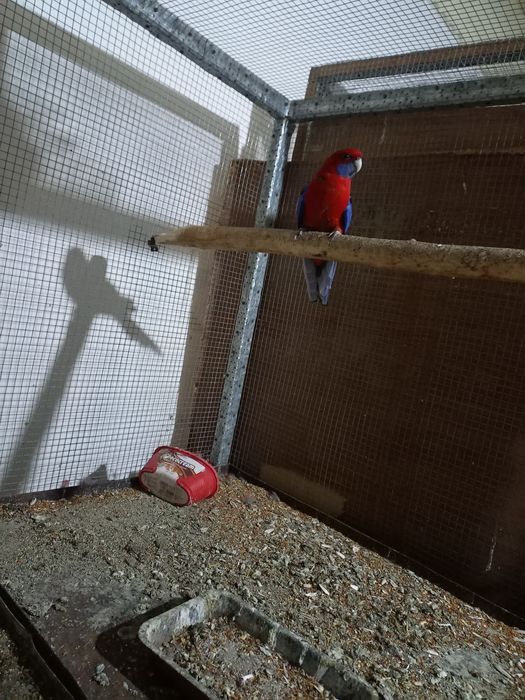 продаются пенантовые розеллы