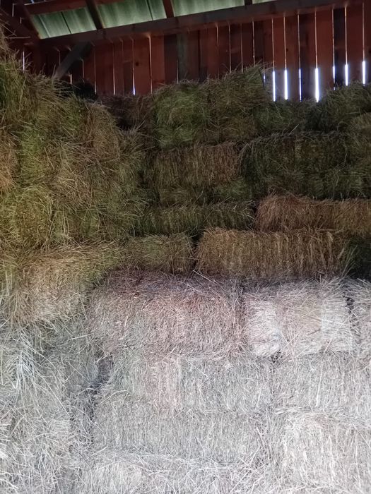 Vând baloți de fân pătrați!