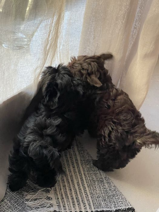 Pui adorabil Chocolate Yorkshire Terrier de vânzare!