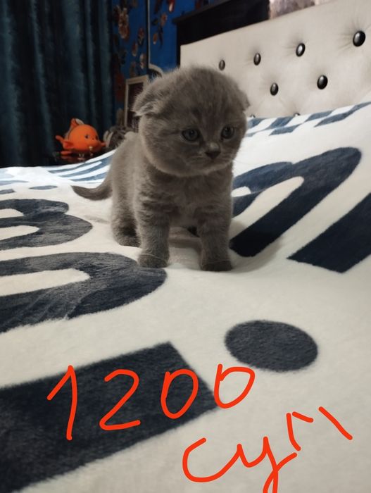 Продаю котят шатланские