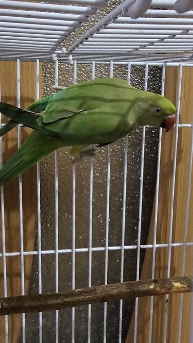 Papagal Micul Alexandru, impreuna cu colivie