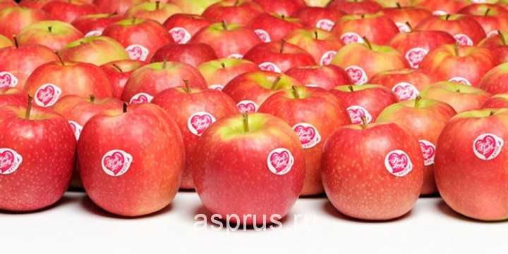 Olma sotiladi. Продам яблоки с сада. Сорт Пинк Леди. Оптом. Самовывоз