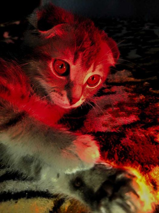 Одам в хорошие руки