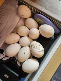 Gîste  americane Ouă de gîsca  Boboci de gîsca