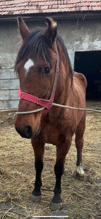 De vanzare iapa de 5 ani garantata la utilaje si calarie fff blanda