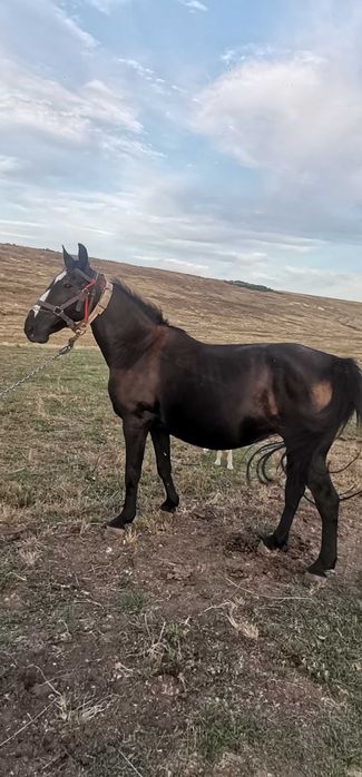 Mamă și fiu de vânzare!