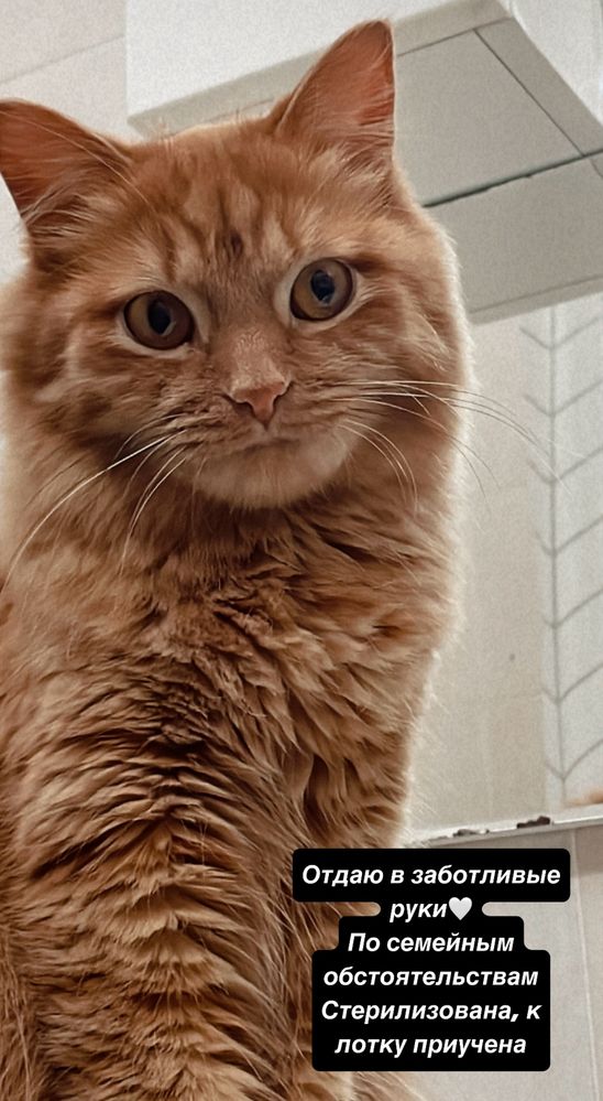 Кошка девочка в добрые руки