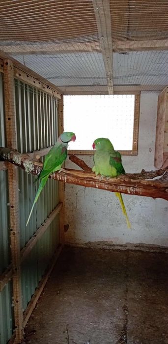 Pereche Marele Alexandru