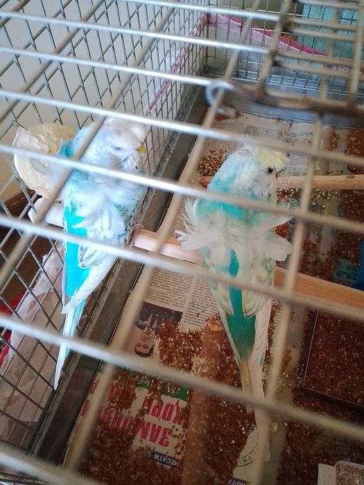 Попугаи японская бабочка