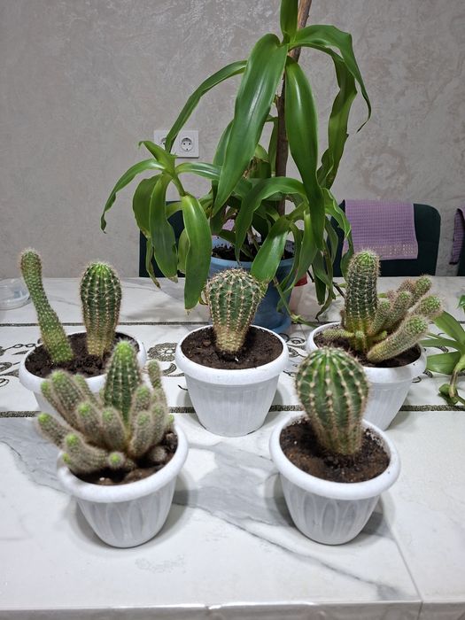 Кактусы разные величины