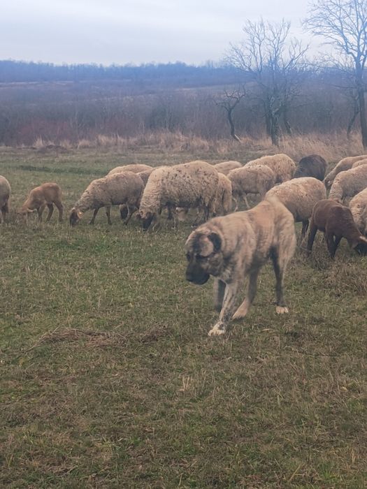 Oi de vânzare oi bune