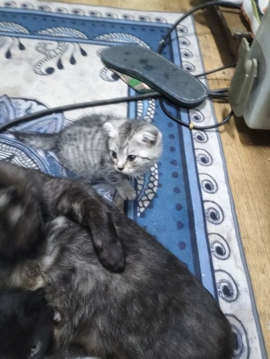 Отдам котят бесплатно