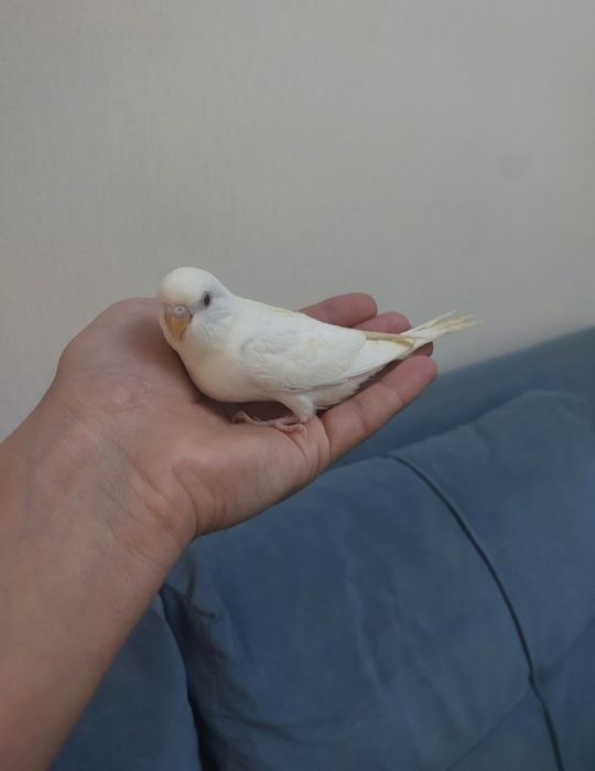 Ручные птенцы попугаев