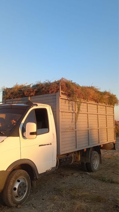 Жантақ сатылады!!!