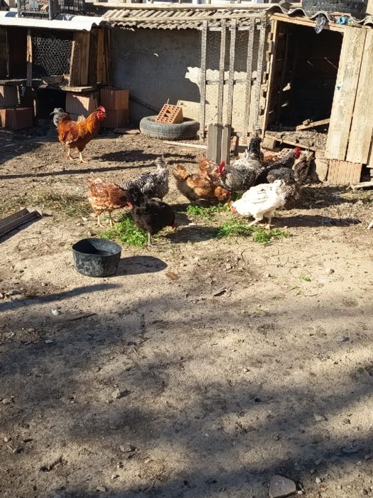 Găini rasă mixtă