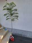 Puiet ornamental arbore de matase parfumat
