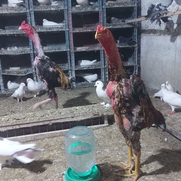 2 петух Корейц  и Шамо