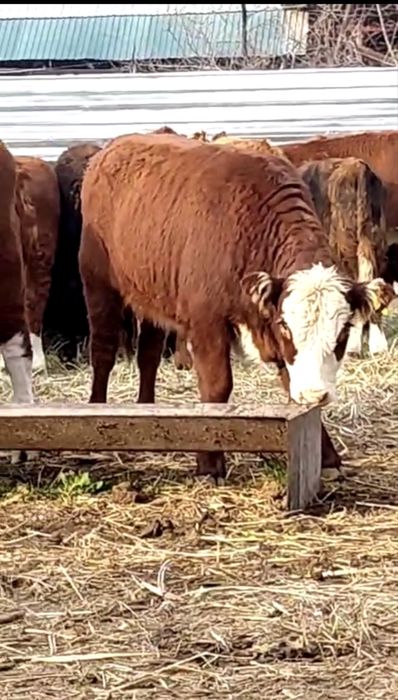 Ақбас Семиз құнажындар, подсос бучоктар