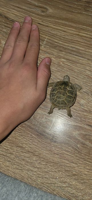 Сухопутный черепаха