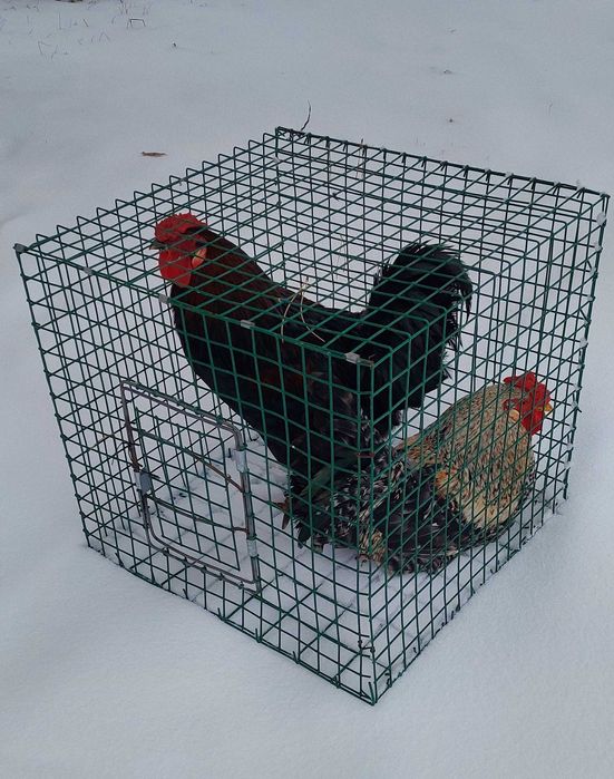 Клетка для цыплят.