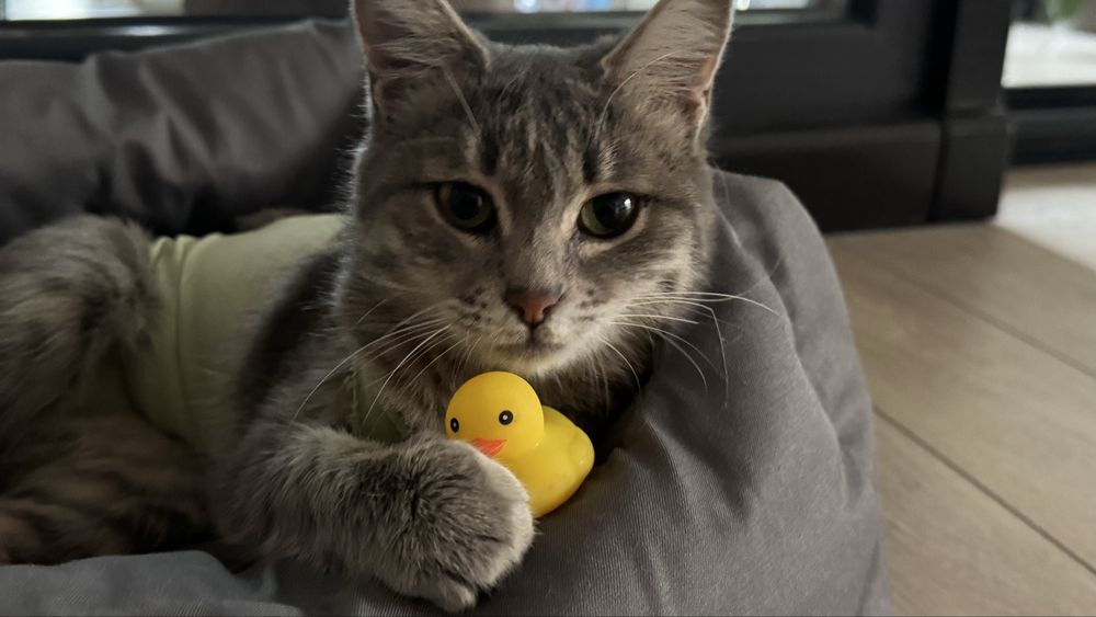 Нашлась кошка, отдадим в добрые руки