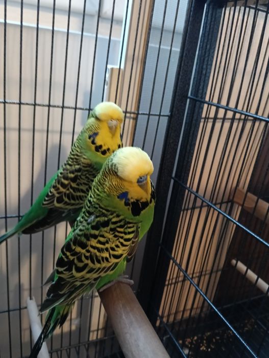 Vând mascul și femelă peruși standard inelați din 2024 .