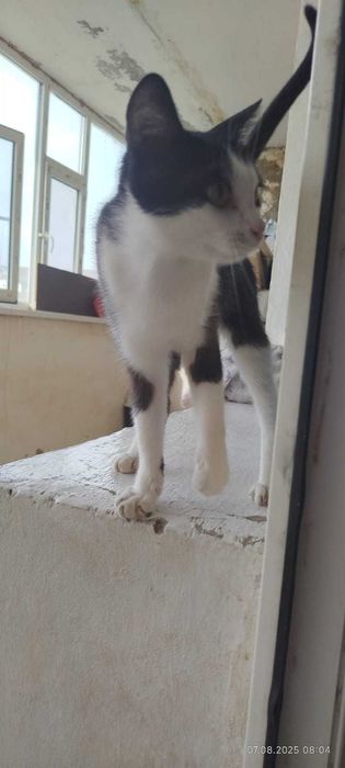 Кошка  Бесплатно